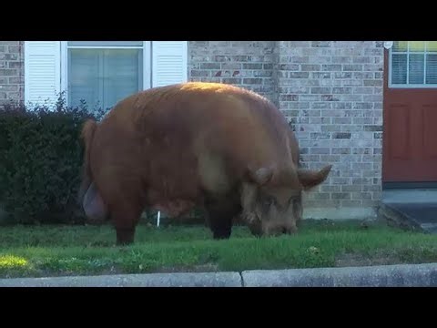 It Was A Myth Until The Monster Was Caught | Hogzilla