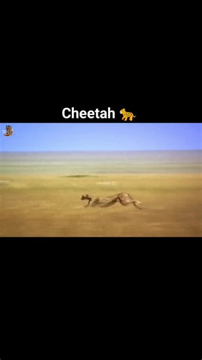Cheetah 🐆 World's Fastest Animal, Wild Animals Hindi, #documentary #wildanimals #wildlife #hindi #reels
