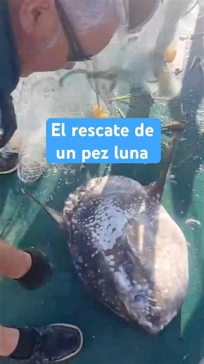 El rescate de un pez luna que había sido atrapado por una red de pesca ilegal #shorts