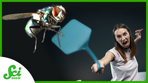 Why is it so hard to swat a fly?