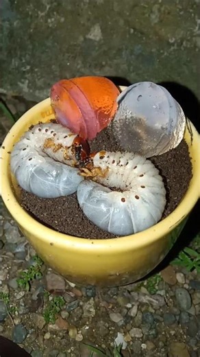 Two cute beetle larvae enter a yellow container filled with soil and jelly #shorts