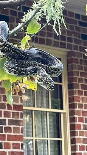 diamond python #shortsvideo #australia