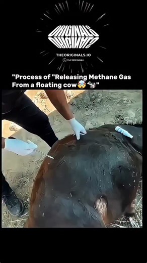 Explaining The Humans on Instagram: "#onlyoriginals #theoriginals Process of releasing methane gas from a floating cow 🐄💨 This video shows how methane gas trapped inside a cow’s digestive system can be safely released during a controlled veterinary or scientific procedure. Cows naturally produce methane while digesting grass through fermentation inside their stomachs. Sometimes excess gas builds up and needs to be released carefully to prevent bloating, discomfort, or health risks for the anim