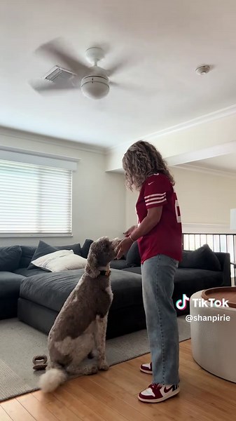Adorable Goldendoodle Enjoys Being Carried Around