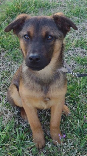 Cooper is a cute little pup ready to find a home! #adoptme