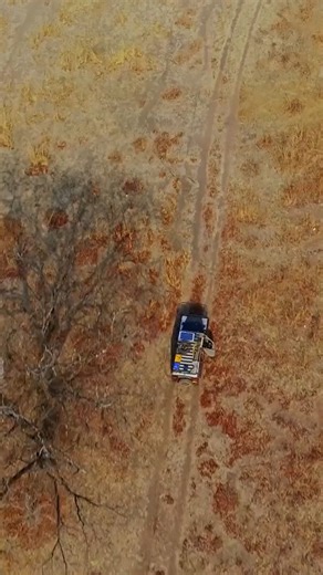 56K views · 704 reactions | In the harsh African wilderness, leadership is absolute. The alpha female controls breeding, commands the pack, and defends her status with relentless authority. Mating is not a choice—it’s a privilege earned under her rule. Only the strongest bonds survive. | Love Nature | Facebook