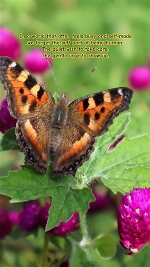 In a world that often feels busy.... Butterfly and Maskara song.. #butterfly short poem