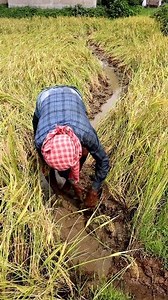 148K views · 752 reactions | Hard Moment for Paddy Farmer: Hi...