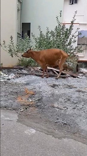 Cow peeing