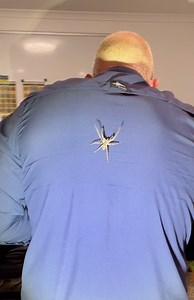 56K views · 1.6K reactions | Big Spider In The Snake Catching Office! Hows this for a surprise this morning with a nice big Huntsman in the bathroom. Stu decided to get it out with his bare hands and lets say it didnt go to plan! We also catch snakes haha. Call us if you need us! 0409536000. | Sunshine Coast Snake Catchers 24/7 | Facebook