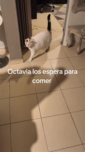 Octavia: La gatita que te hará reír