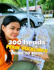 FROM PIGERY NAGSWITCH SA PEKIN DUCK FARMING😱😱😱😱 | D' Mitri