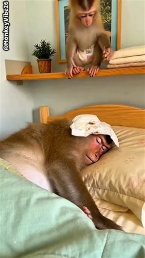 🤣💩Diaper Bomb!Baby Monkey Drops Its Soiled Diaper Right on Its Sleeping Mom's Face#monkey#babymonkey