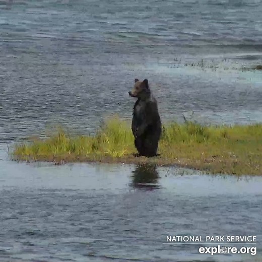 72K views · 6.9K reactions | Bear 910's cub perfects the moonwalk. | explore.org | Facebook