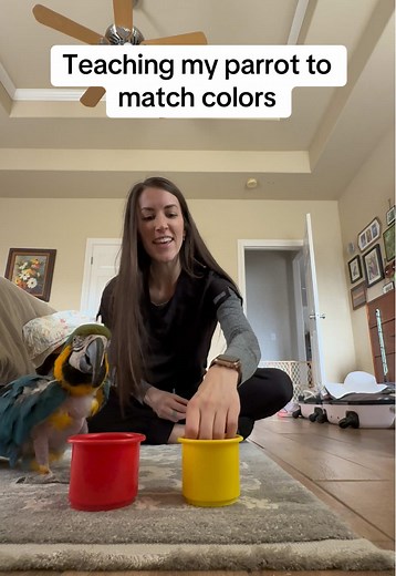 For everyone that said he just memorized which side they were on… #macaw #birdtricks #parrots #petbird #rescueanimals