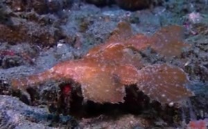 锯齿剃刀鱼 Solenostomus paegnius 源自ut@NatureFootage