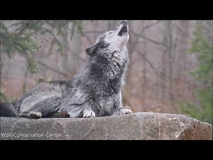 Beautiful Black Wolf Howls