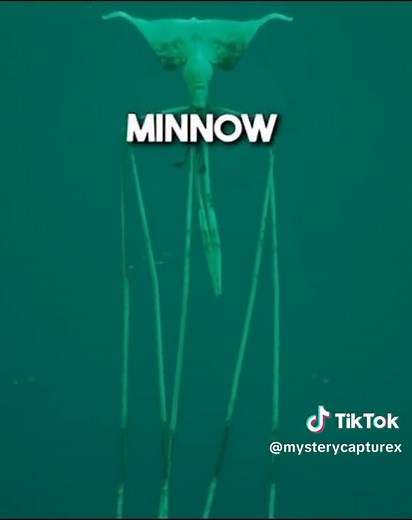 Encounter with the Giant Bigfin Squid: Diver’s Shocking Discovery!