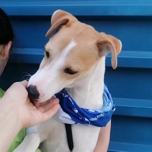 2.9K views · 63 reactions | *ADOPTIONS*  DOG OF THE DAY  Lizza was...