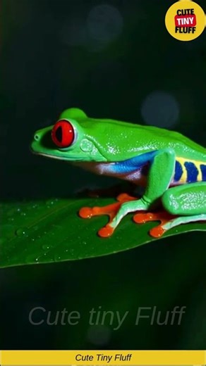 🐸🌿 This Green Frog Just Sat There… And It’s Weirdly Relaxing 😌✨