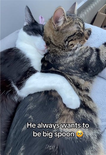 #catsoftiktok #cats #bigspoon #catlover #petlovers #sleepingcat