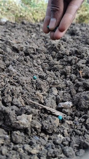 I am sowing okra seeds #nature #farming #seedsowing #shorts