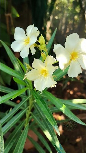 🌼 Oleander (Arali) Flower Beauty You Must See!