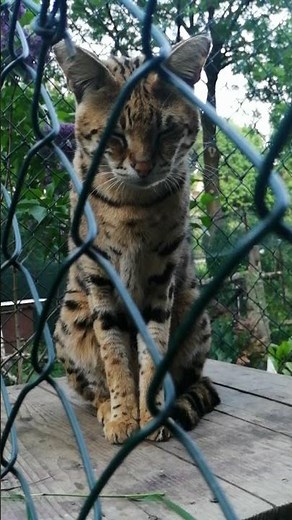 FUNNY! F1 Savannah cat asking for food 😻 Safi waiting for food is giving us the most sweetest MEOW❤️