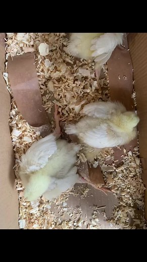 fresh_chicken_poultry on TikTok