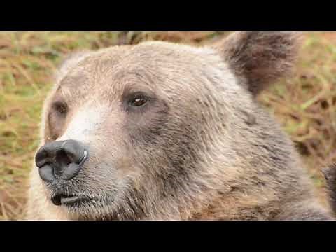 Grizzly Bear mother nursing her cubs up close in the Great Bear Rainforest.