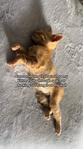 Photoshop My Orange Kitten Flying Through Space — Funny Wall Art