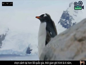 1.2M views · 35K reactions | Review phim: Thế Giới Của Chúng Ta Biến đổi khí hậu, trai đất nóng lên băng tan chảy khiến cho rất nhiều loại động vật đang phải chiến đấu để sinh tồn ở 2 cực của trái đất. Đây là một bộ phim chân thực về những điều đang xảy ra ngay trên trái đất của chúng ta | Bánh Bao TV | Facebook