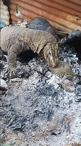 Monitor Lizard VS Frog
