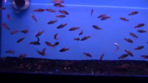 Odessa Barb Care - Pethia padamya