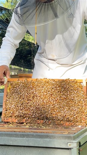Checking bee in farm in the morning #beekeeper #workerbee #honey #insects #beekeeping #savethebees