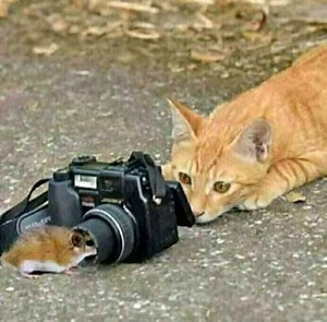 No Cat No Life - Funniest Cat Moments Ever | Cats so Fun