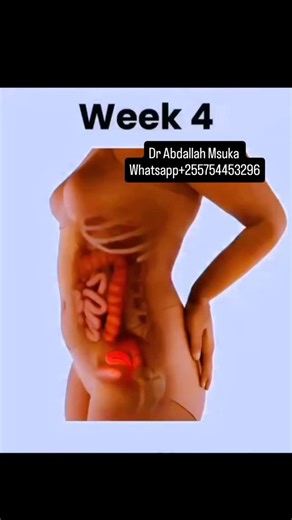 Pregnant care on Instagram: "Baby growth Timeline (weeks 4–41) First Trimester 🥇: Weeks 4–12 Week 4: Implantation; embryo tiny. Week 5: Heart starts beating. Week 6: Limb buds appear. Week 7: Facial features begin. Week 8: Major organs start forming. Week 9: Fingers & toes separate. Week 10: Genitalia start differentiating. Week 11: First tiny movements begin. Week 12: Fingernails, heartbeat detectable. Second Trimester 🥈: Weeks 13–24 Week 13: Head smaller; swallowing begins. Week 14: Facial e