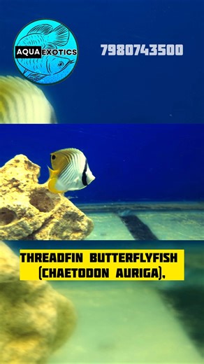 Threadfin Butterflyfish 4" | Rare Marine Fish Available in #Chandannagar | #aquaexotics #fish