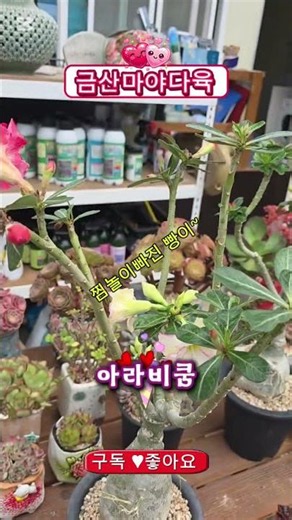 Geumsan Maya Succulents #SucculentPlants #SucculentPots #Cactus #AfricanPlants #Caudex
