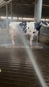 365 reactions · 219 shares | Holstein friesian #dairy #farming #dairyfree #dairyfarming #dairyfreerecipes #farmhouse #farminglife #farmer #holstein #jersey #topcow #girlando #girlandocowbrazilian | Blue Tulip Animal Nutrition | Facebook