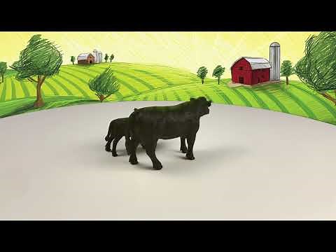 Angus Cow & Calf | Farm & Ranch Toys | Big Country Toys