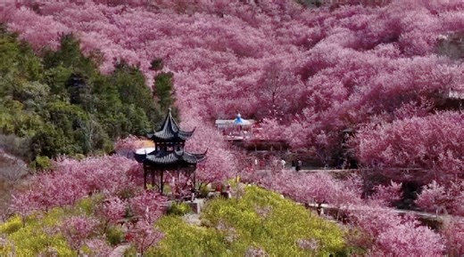 China in bloom: A spring spectacle