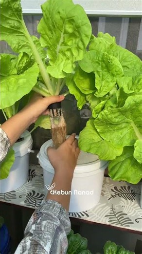 Harvesting GIANT Hydroponic Lettuce! 🥬 (So Satisfying) #Shorts