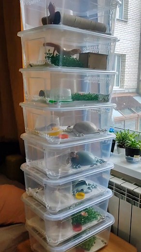 Terrarium Setup with Gecko and Small Rodent