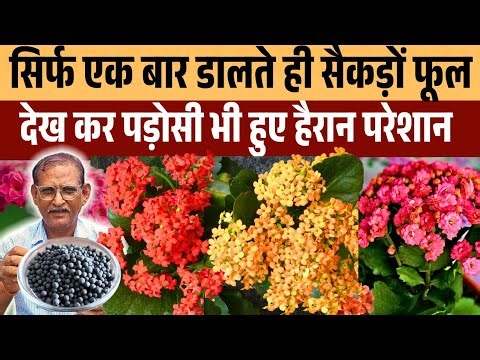 Kalanchoe Plant Care/Soil Mix/Fertilizer/Spring Flower कलांचो की देखभाल का A to Z सीक्रेट | RVGarden