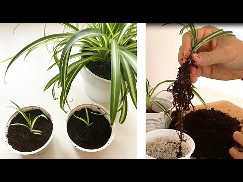 GRÜNLILIE VERMEHREN | ABLEGER MACHEN | ANLEITUNG | ZIMMERPFLANZEN VERMEHREN | STECKLINGE MACHEN