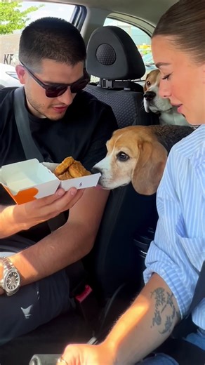 Are Beagles the Most Disrespectful Dog Breed?