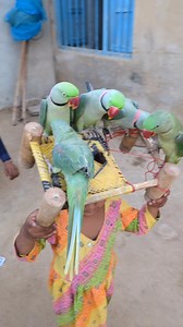 19K views · 777 reactions | Cute Baby Parrots Fun #parrot #parrotlovers #parrotlife | Cute Baby Parrot | Facebook