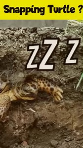 1.3K views · 11 reactions | What is Snapping turtle ? | The Universe Unveiled | Facebook