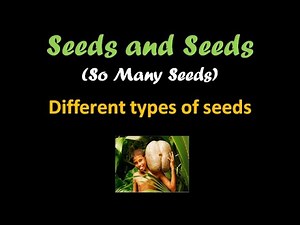 So many seeds (For kids)